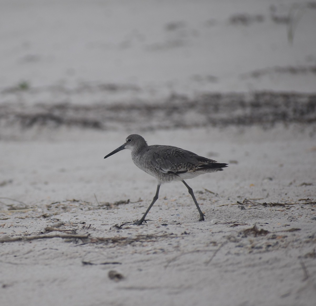 Willet - ML474886491