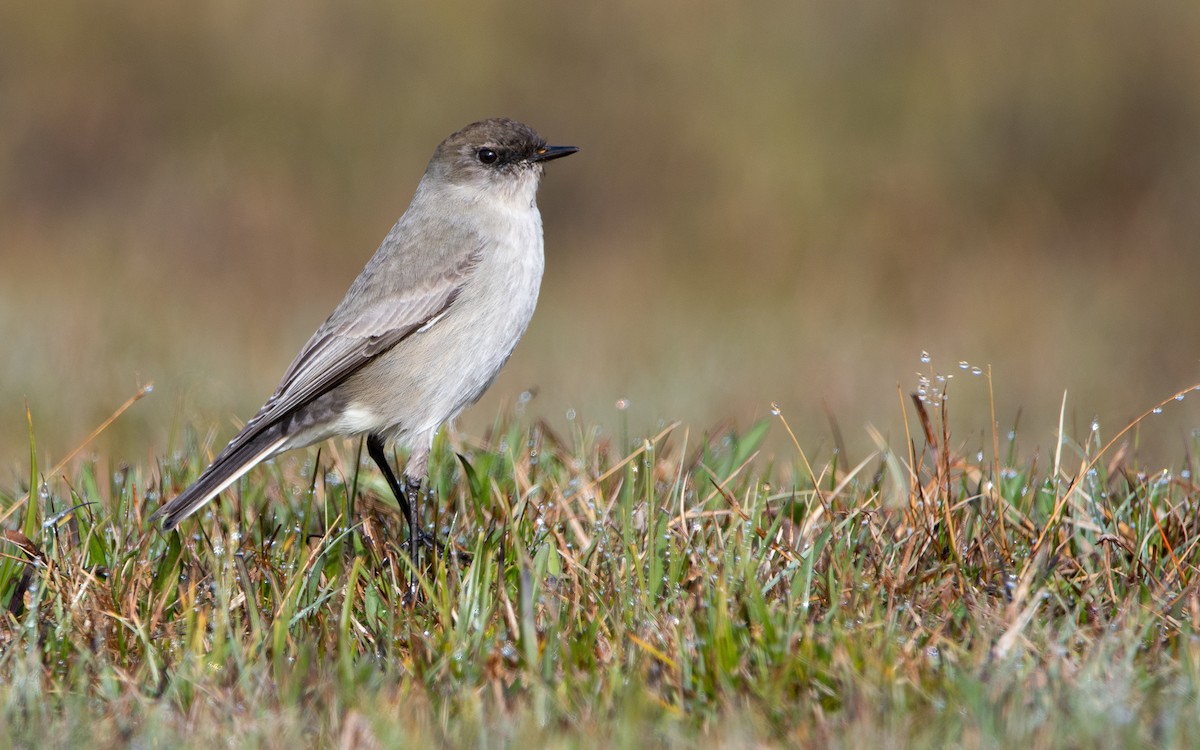 Dormilona Carinegra - ML474886541