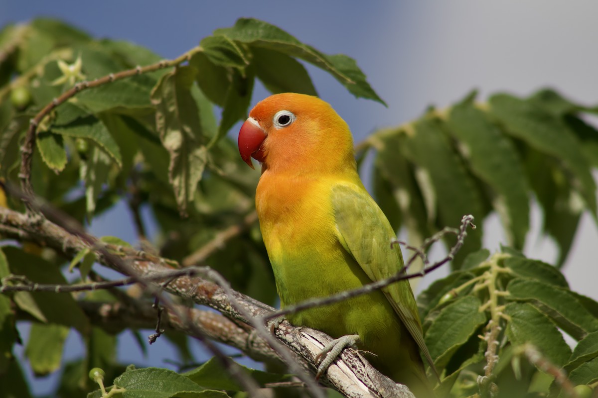 Fischer's Lovebird - Leonardo Santisteban