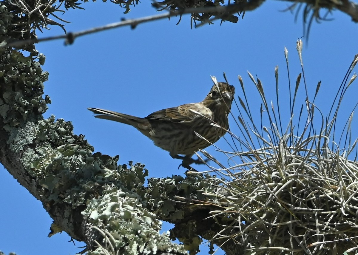 House Finch - ML474887301