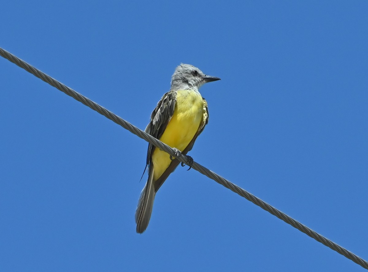 Couch's Kingbird - ML474887401