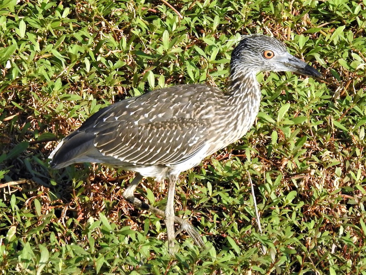 Yellow-crowned Night Heron - Robert Neill