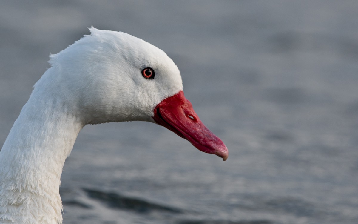 Coscoroba Swan - ML474888681
