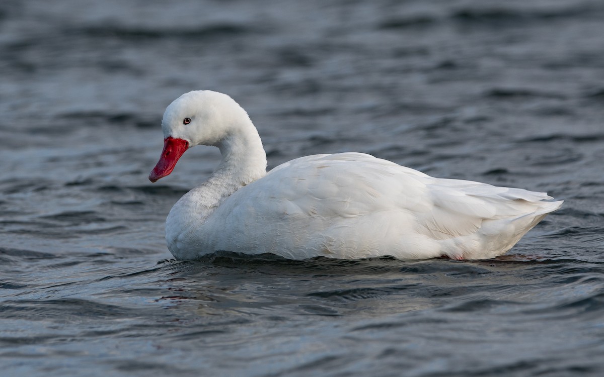 Coscoroba Swan - ML474888701