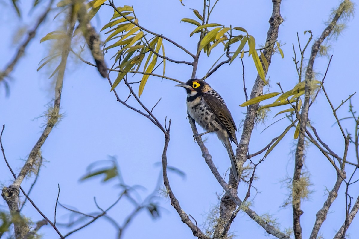 Ornate Melidectes - ML474888731