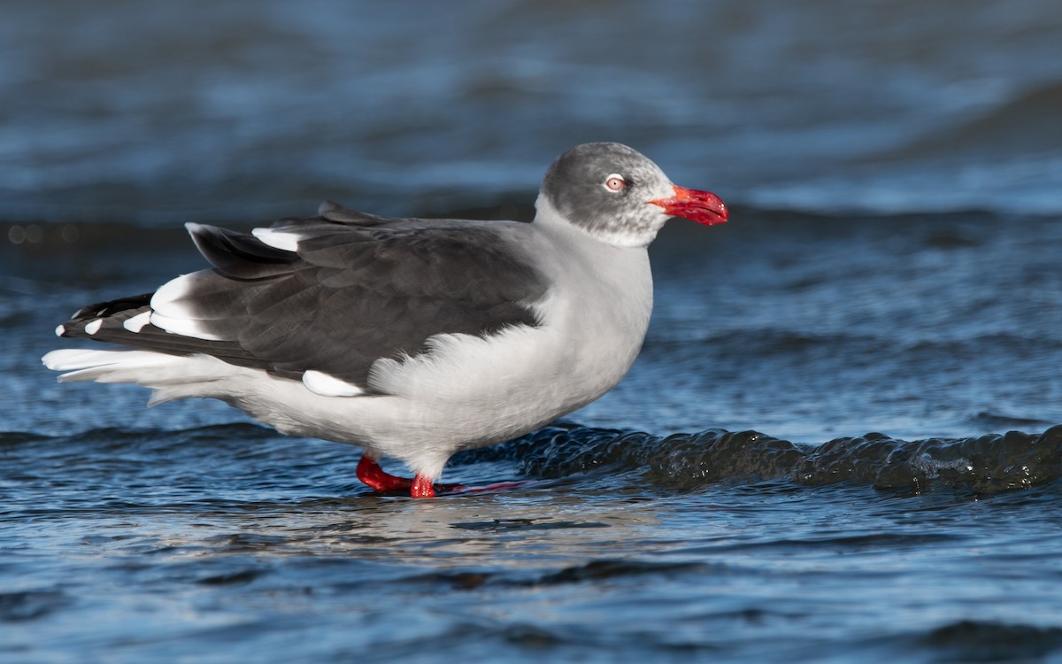 Dolphin Gull - ML474888851