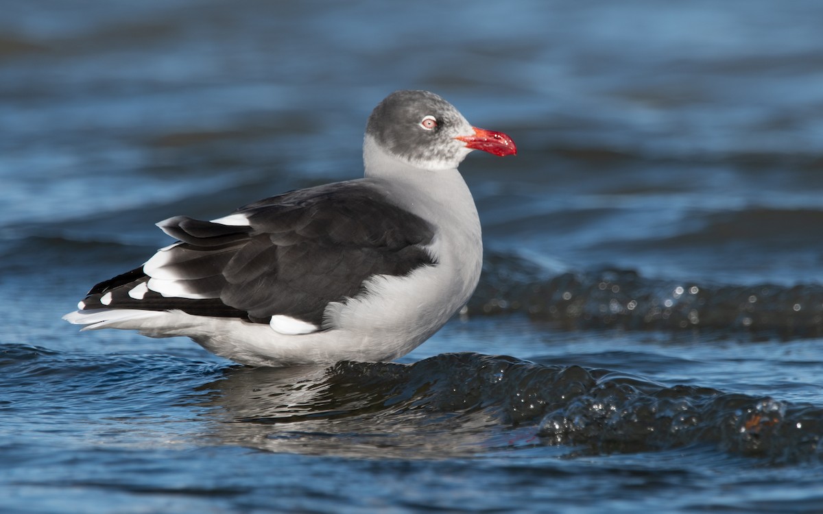 Dolphin Gull - ML474888861