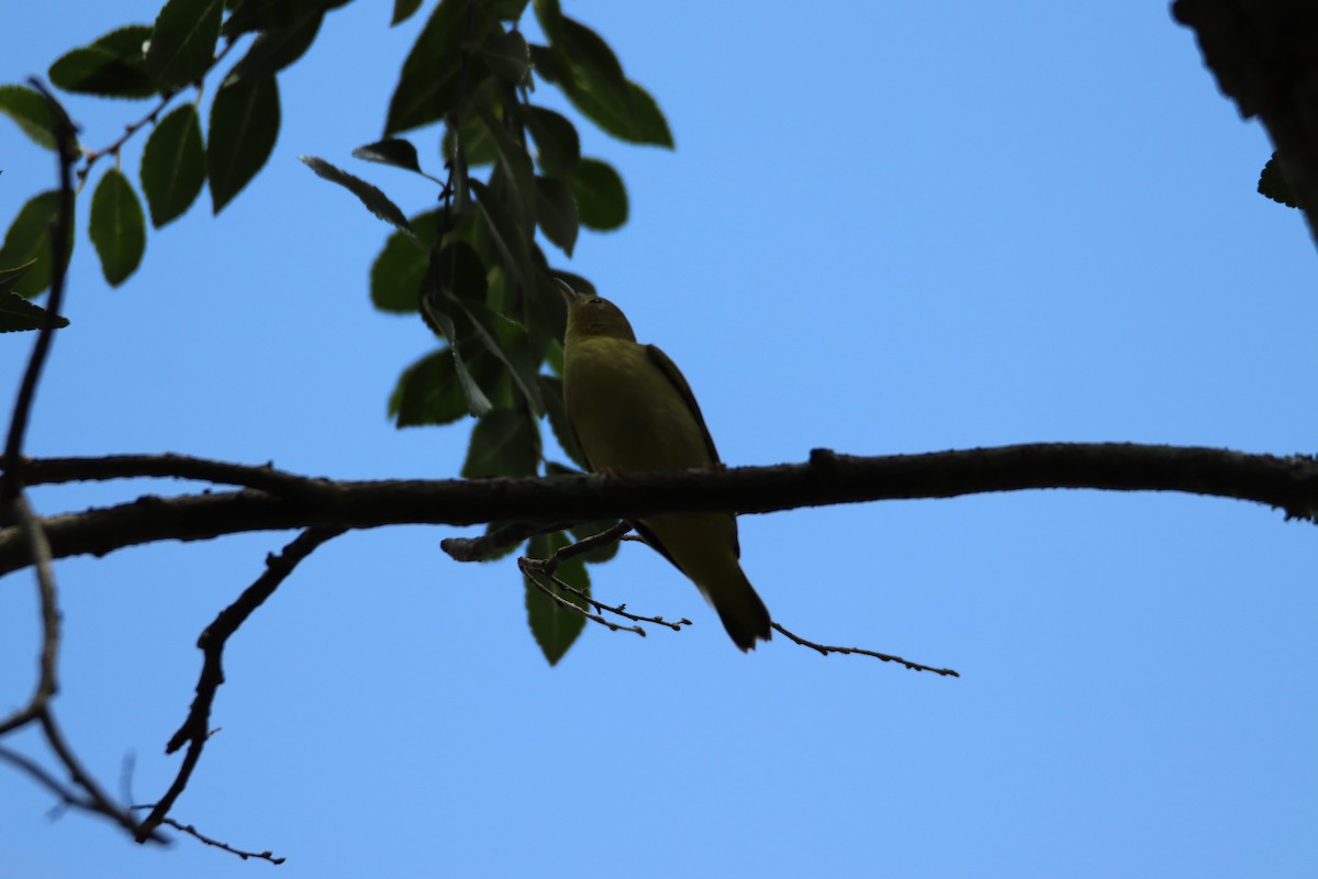 Yellow Warbler - John Keegan