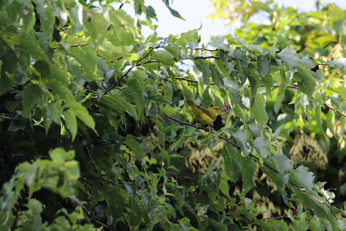 Yellow Warbler - John Keegan