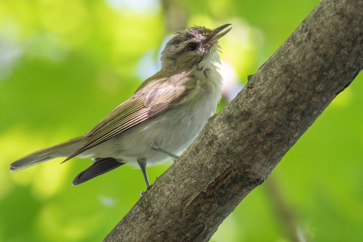 Vireo Ojirrojo - ML474891471