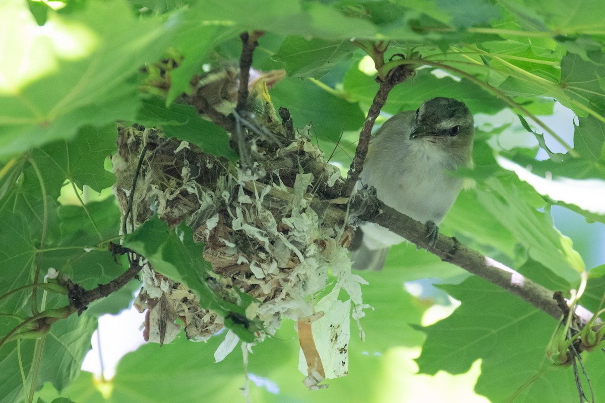 Vireo Ojirrojo - ML474891601