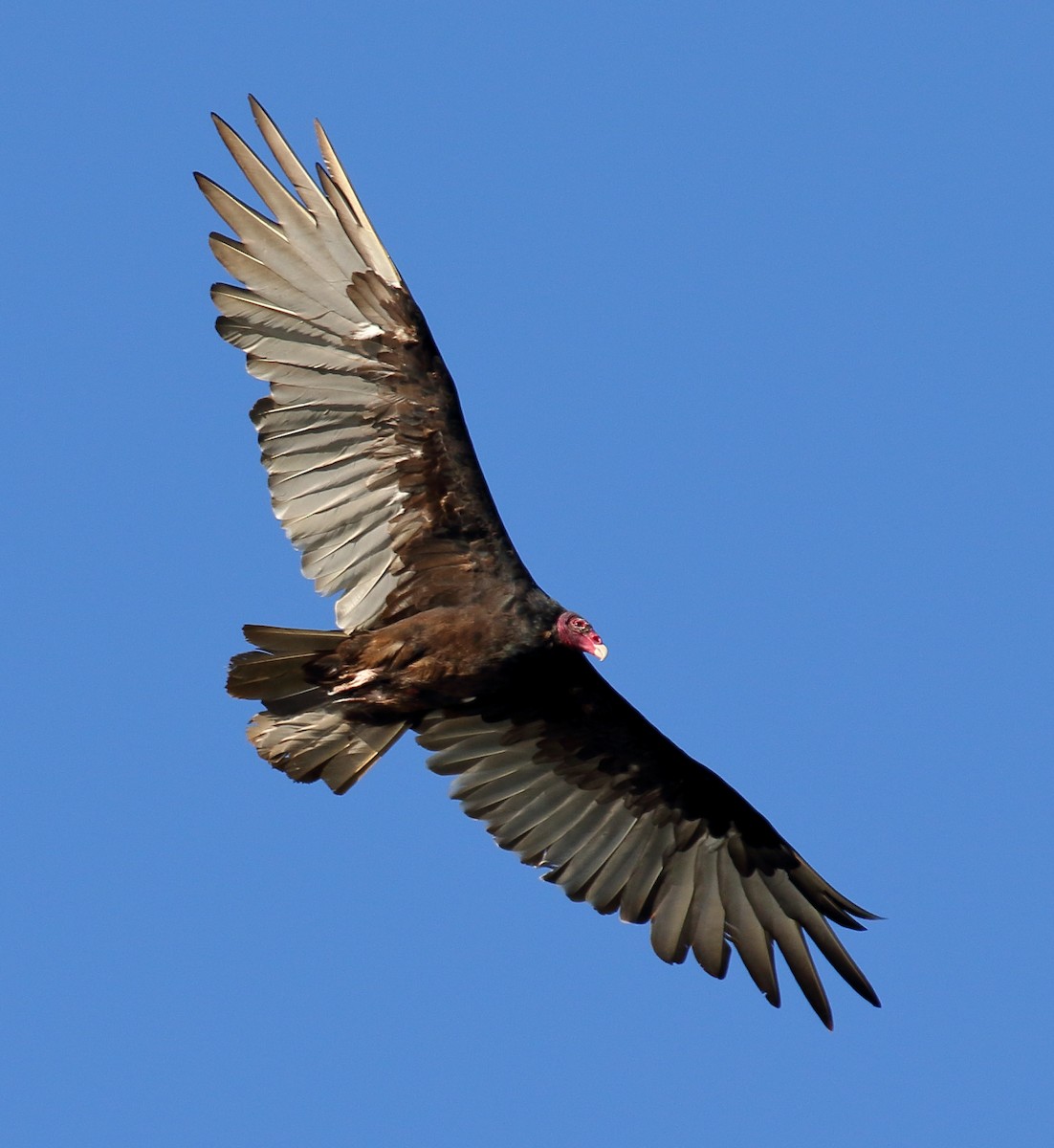 Turkey Vulture - Nik Teichmann