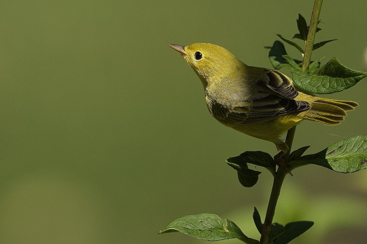 Northern Yellow Warbler - R. Stineman