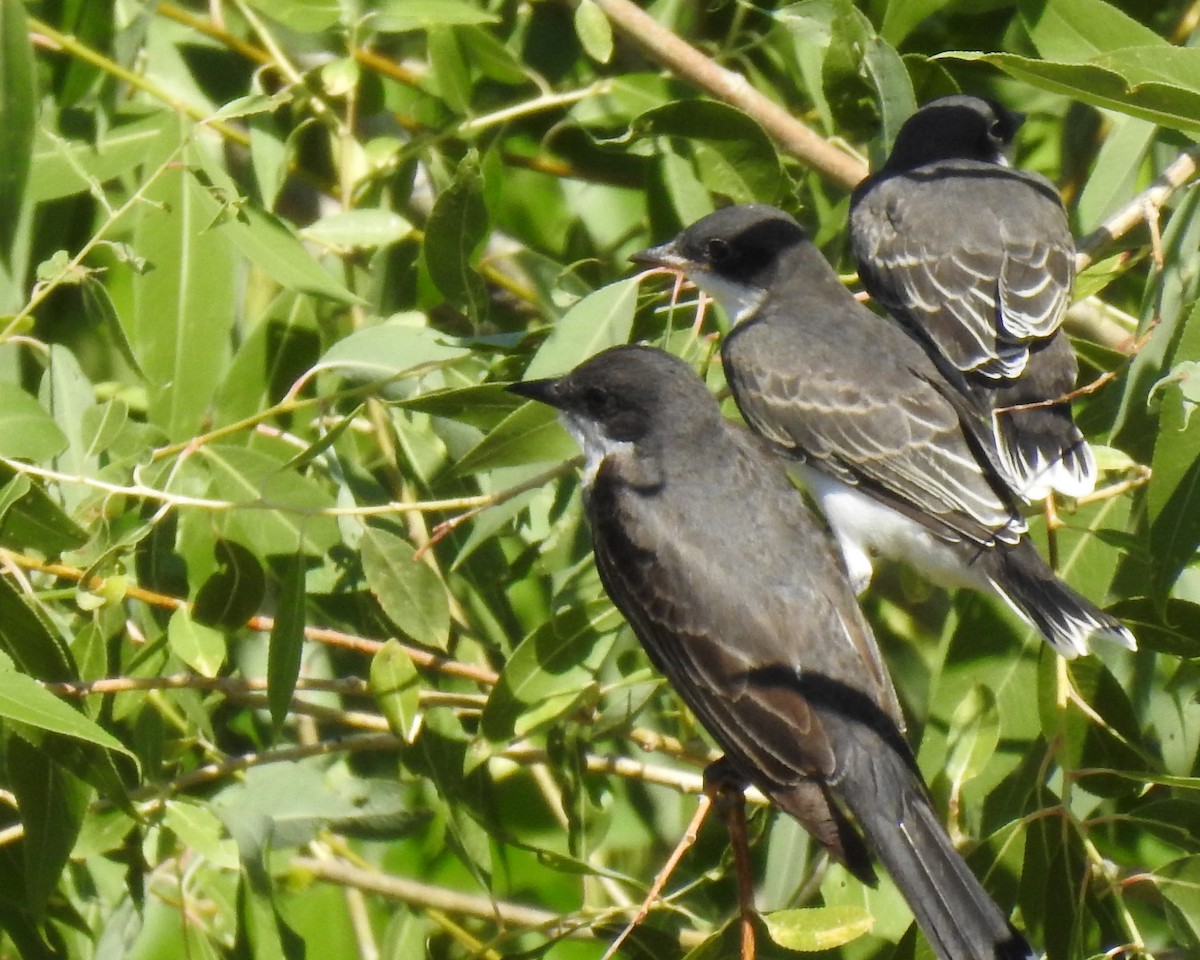 Eastern Kingbird - ML474894121