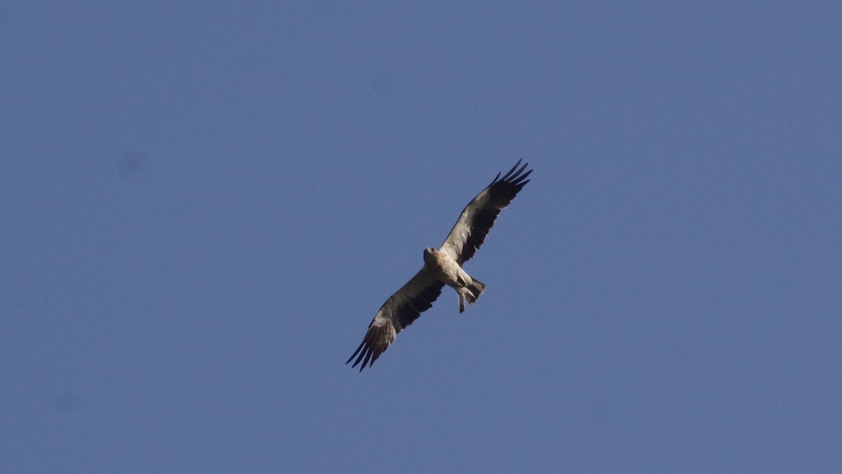 Booted Eagle - ML474894211