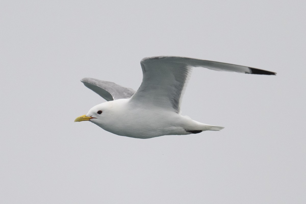 Gaviota Tridáctila - ML474895271