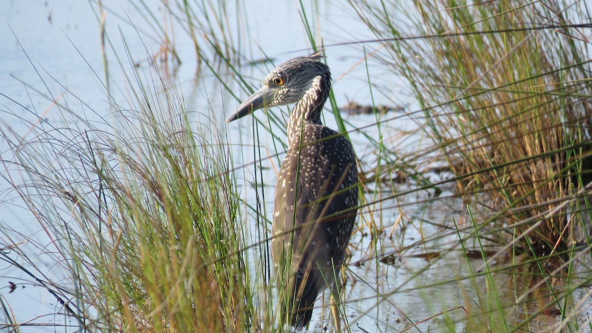 Yellow-crowned Night Heron - ML474895471