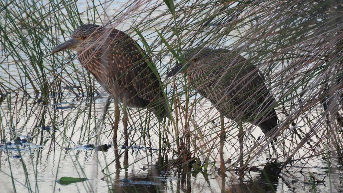 Yellow-crowned Night Heron - ML474896661