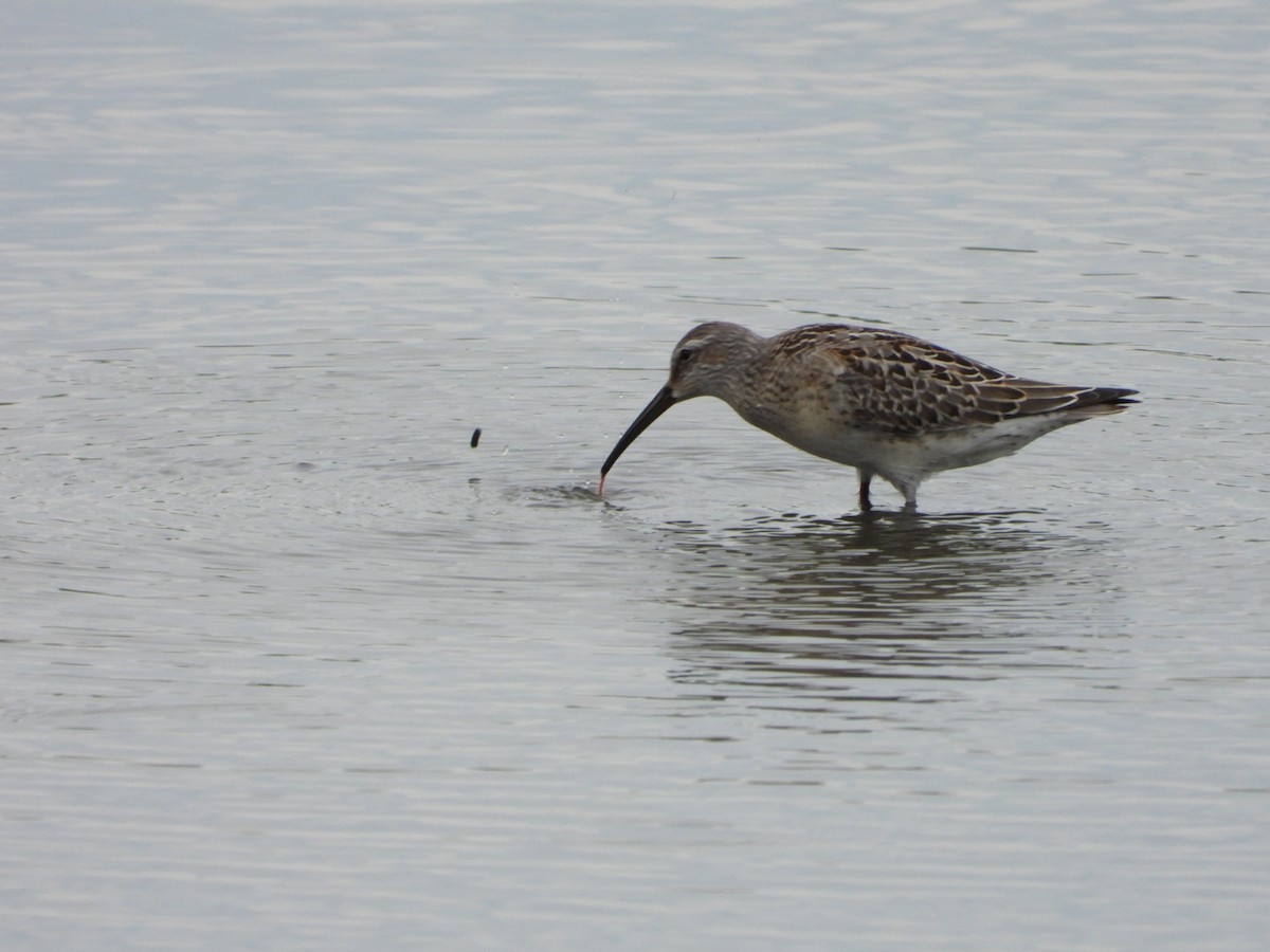 Stilt Sandpiper - ML474897261