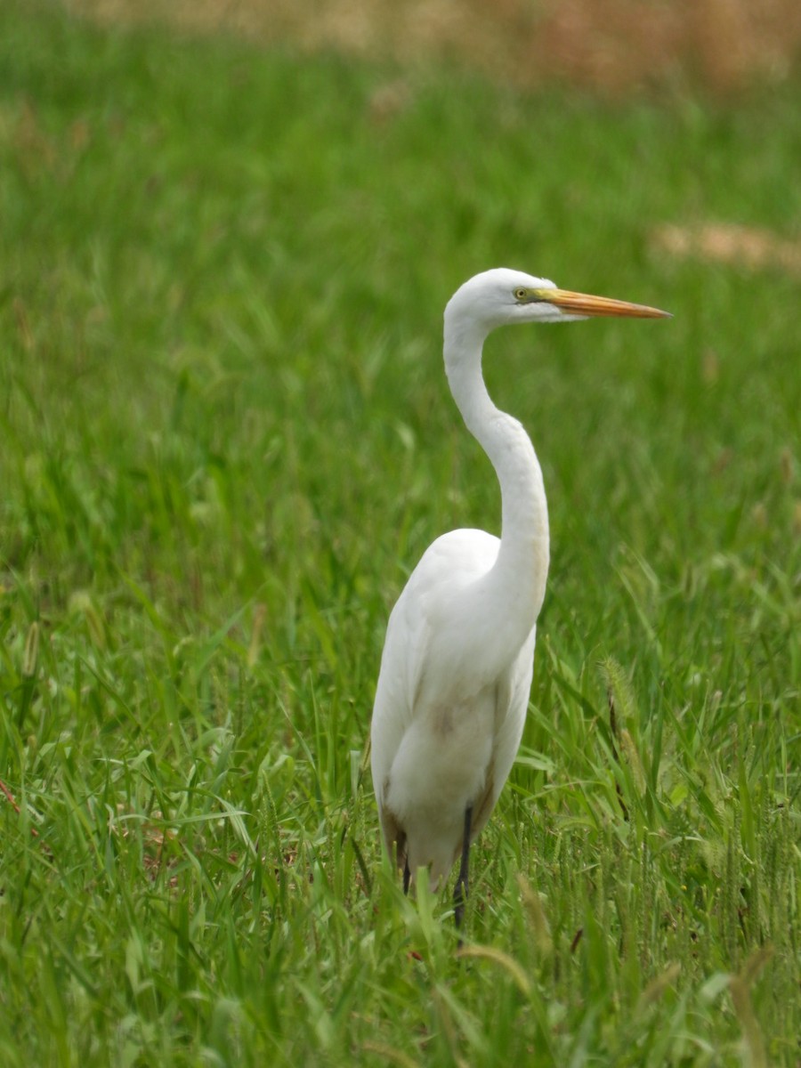 Great Egret - ML474897371