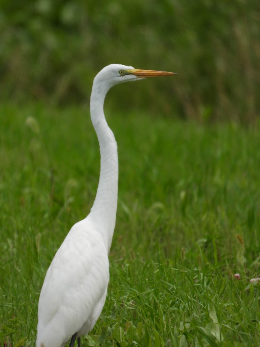 Great Egret - ML474897381