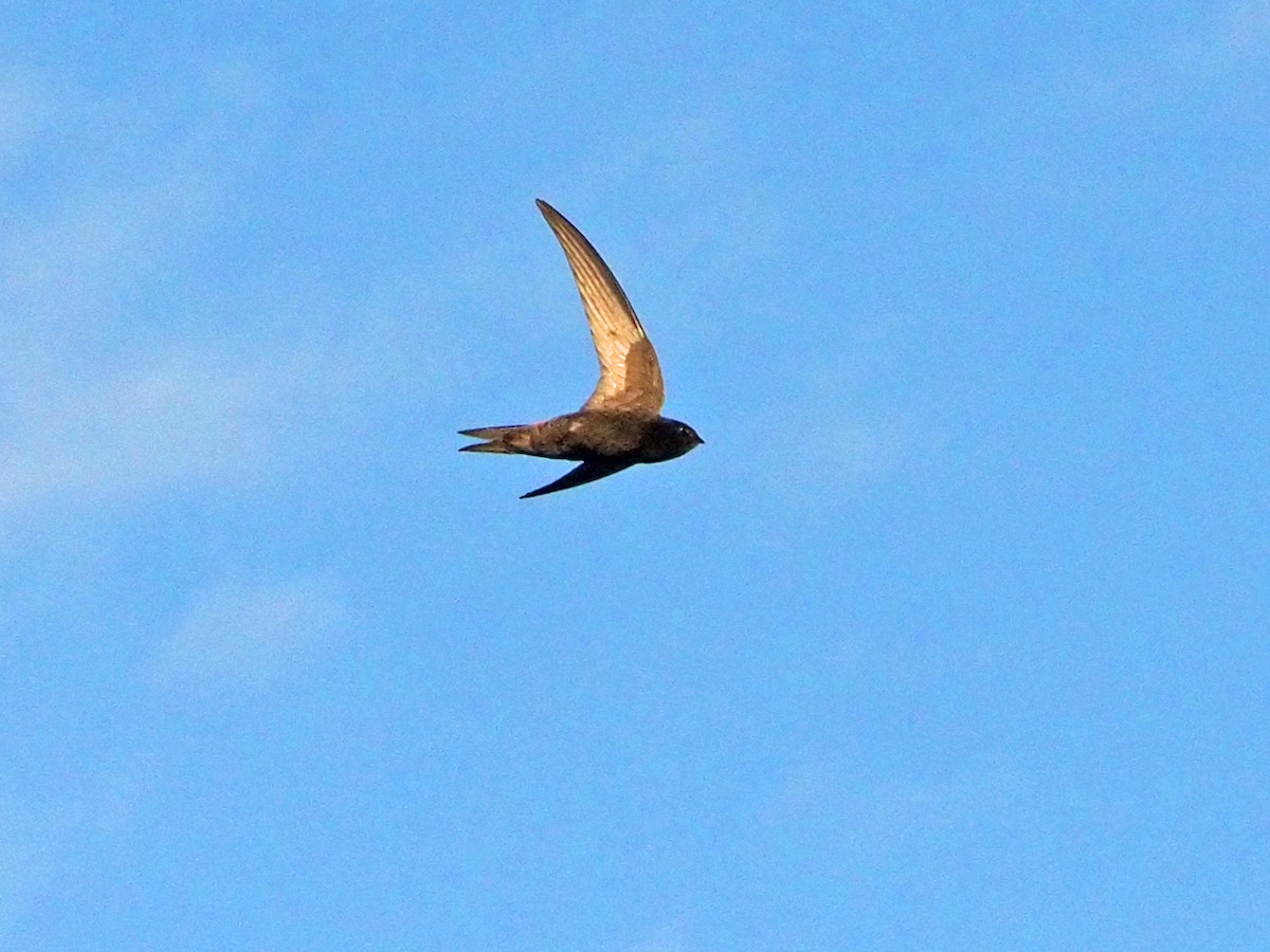 Common Swift - Brian Carruthers