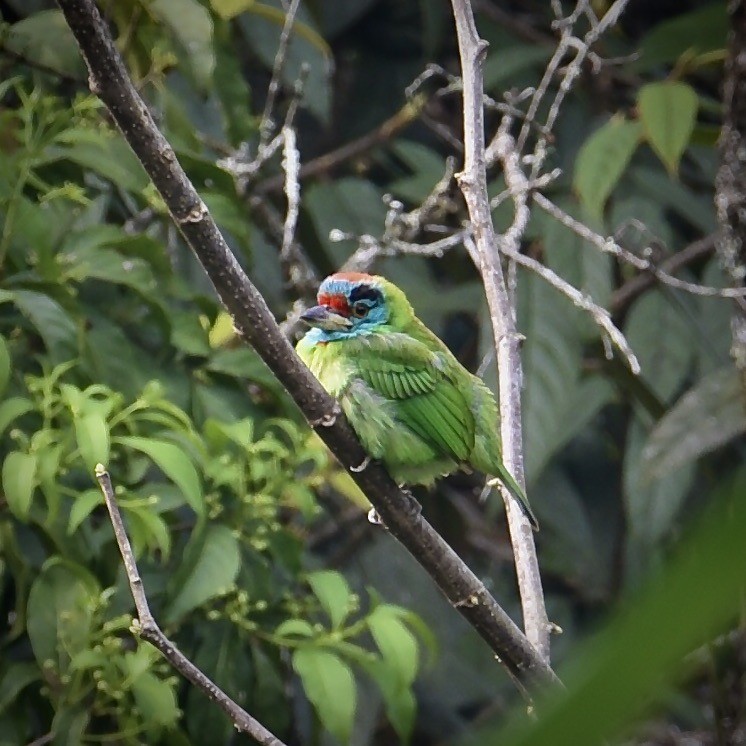 Blue-throated Barbet (Blue-crowned) - ML474899591