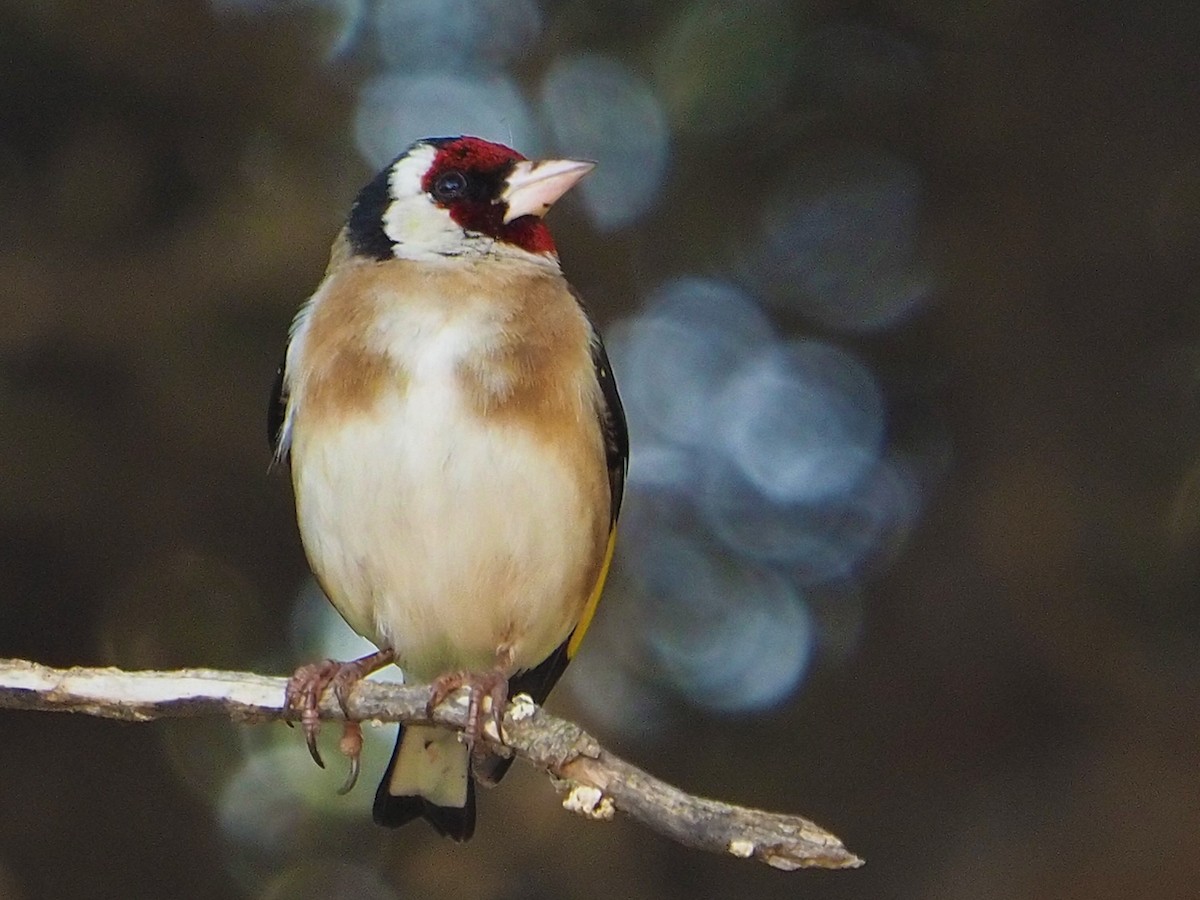 European Goldfinch - ML474900651