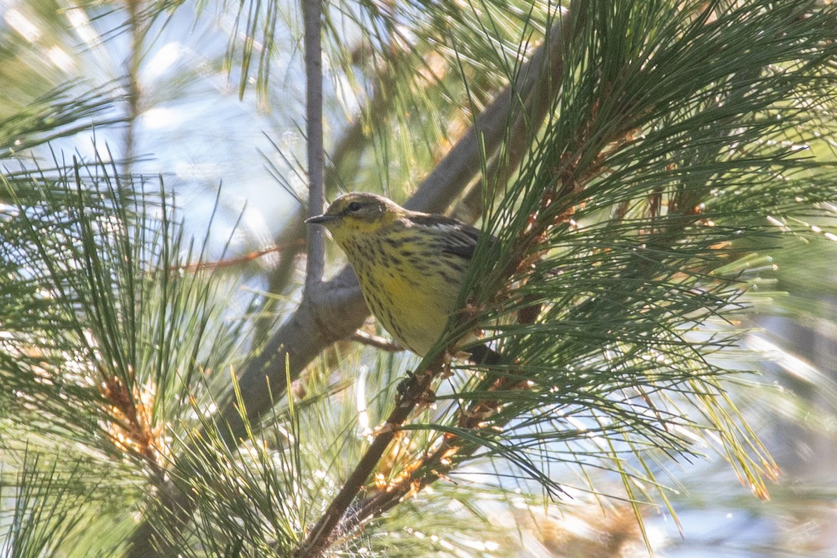 Cape May Warbler - Rob  Sielaff