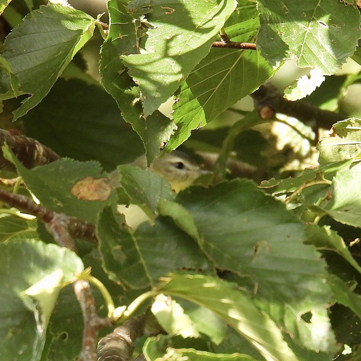 Vireo de Filadelfia - ML474902621