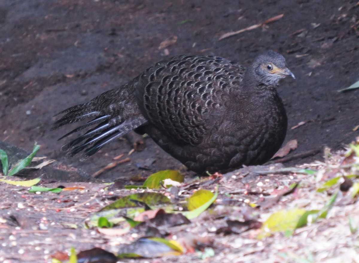 Gray Peacock-Pheasant - ML474903641