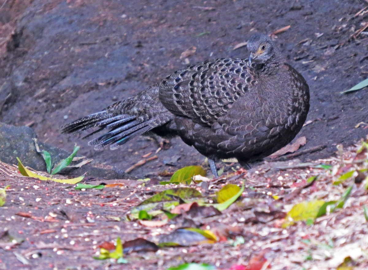 Gray Peacock-Pheasant - ML474903651