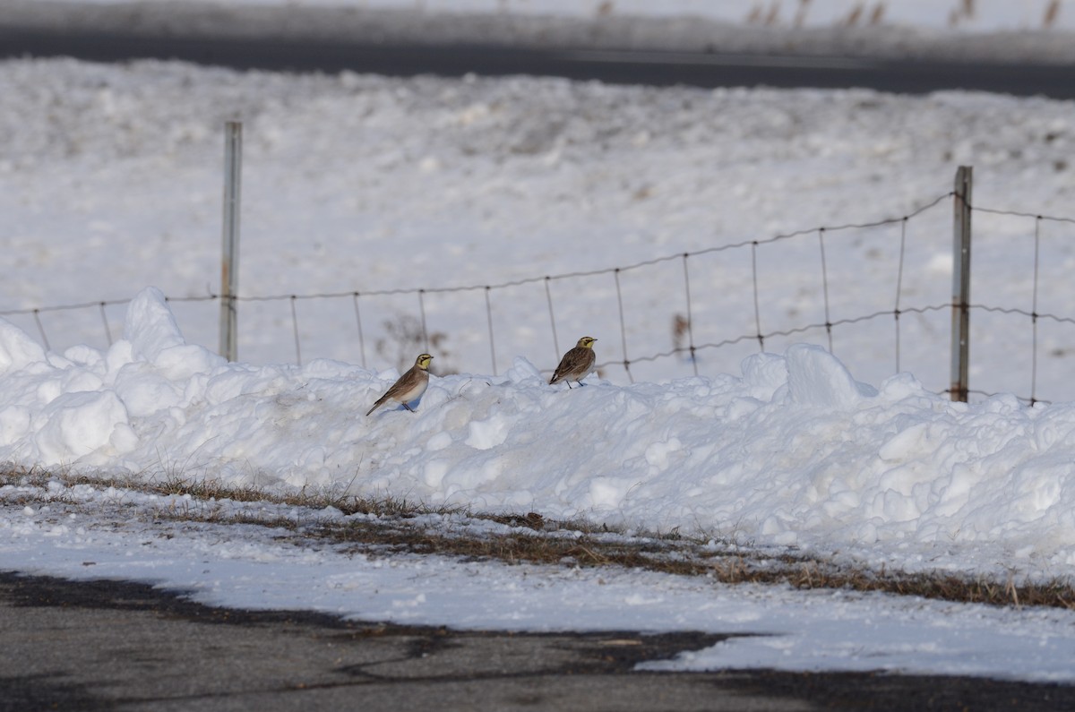 Horned Lark - ML47490401