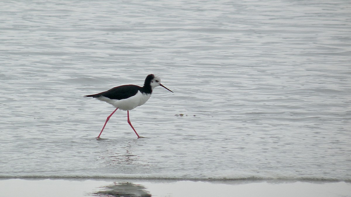 Pied Stilt - ML474904371