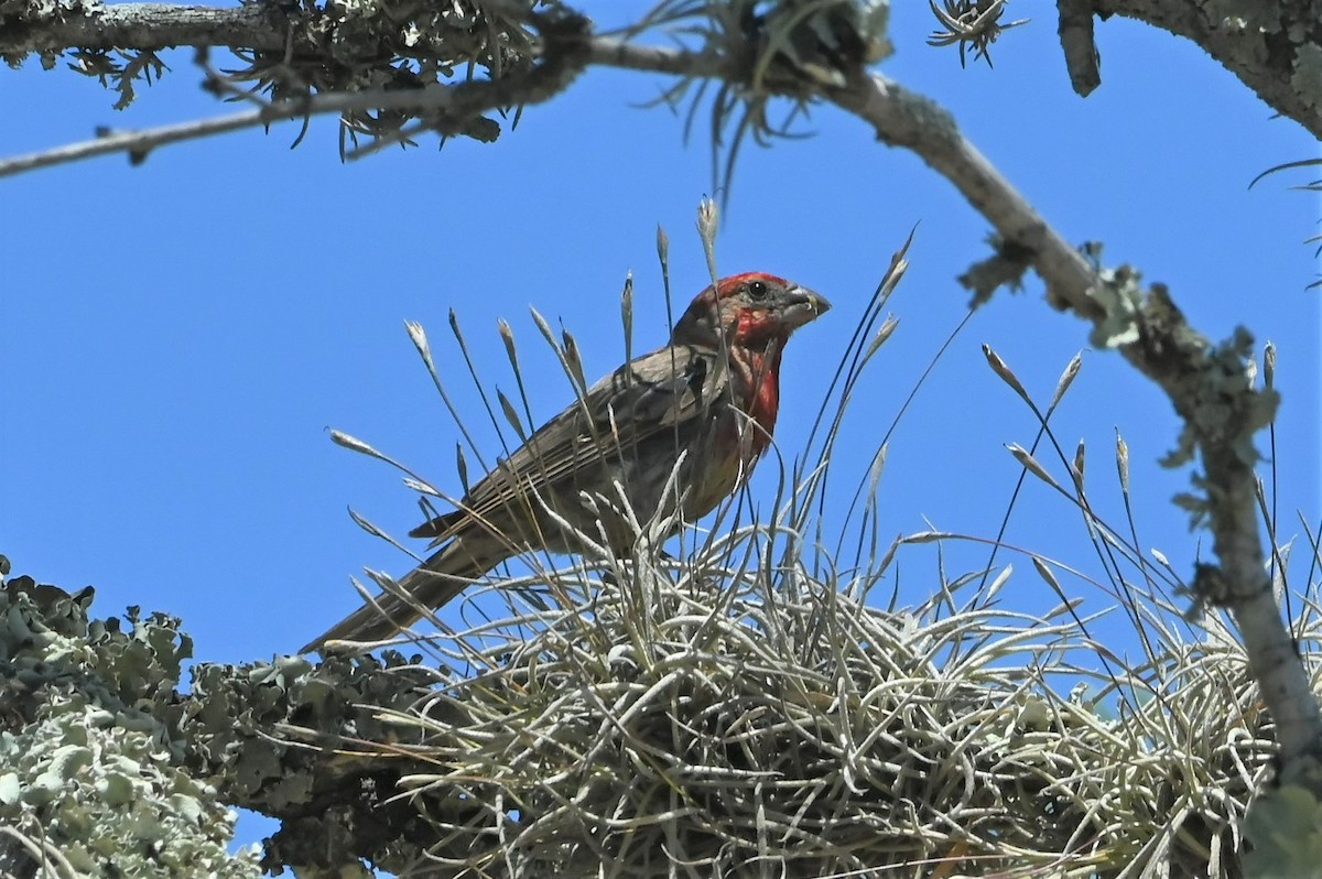 House Finch - ML474904481