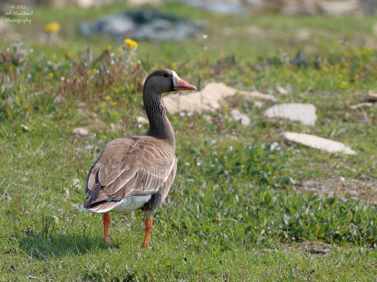 Greater White-fronted Goose - ML474905831