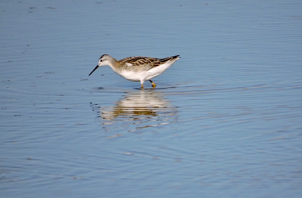 hvithalesvømmesnipe - ML474907671