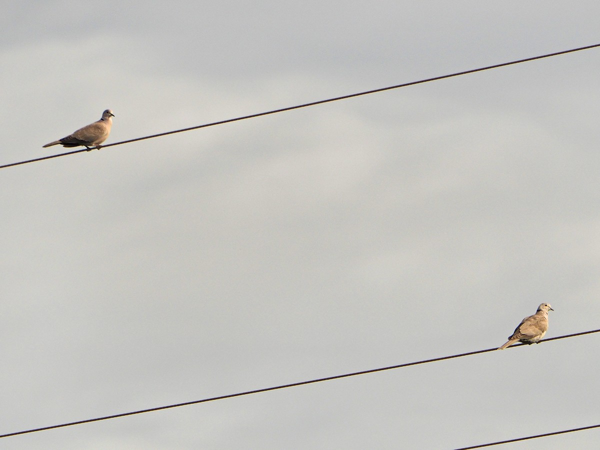 Eurasian Collared-Dove - ML474907761