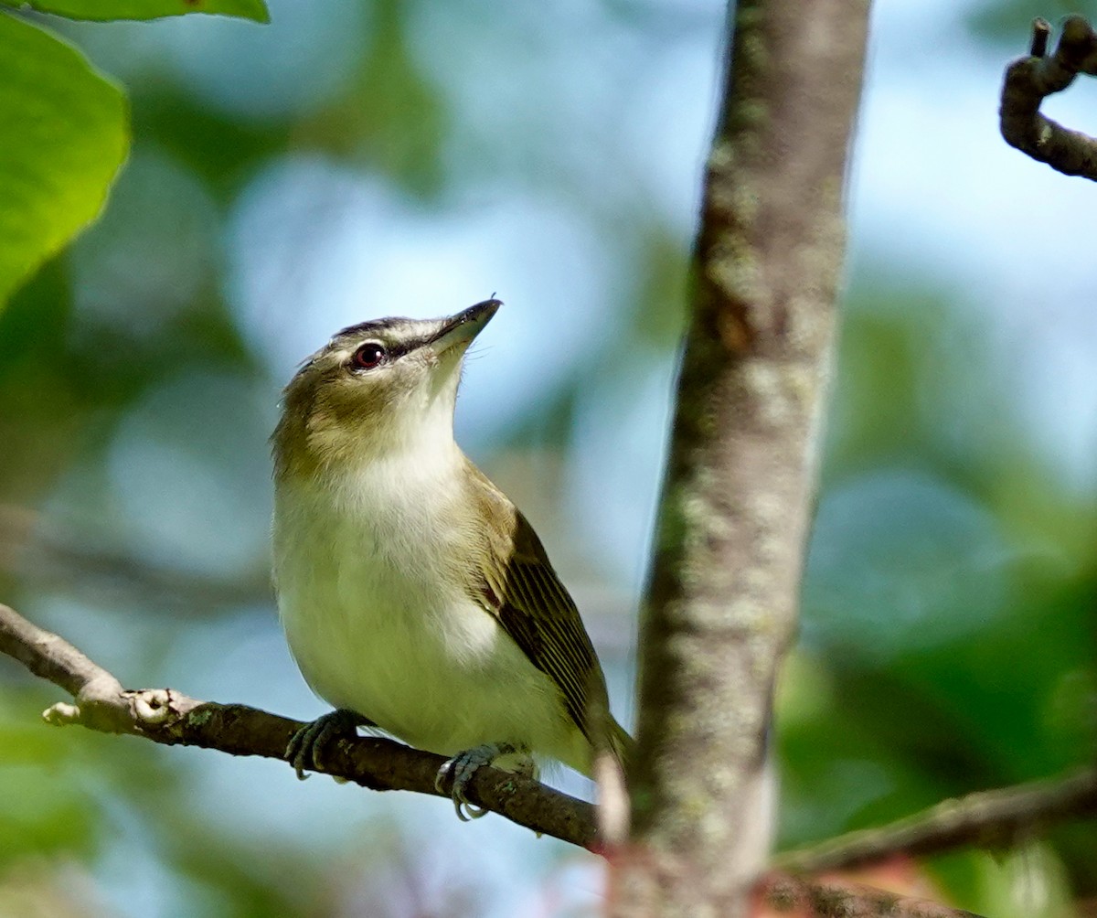 Red-eyed Vireo - ML474908981