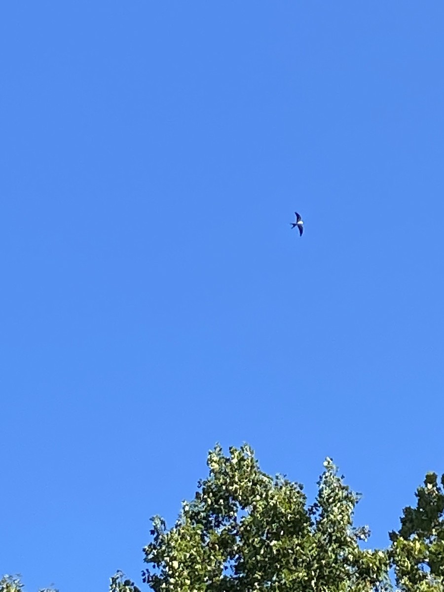 Swallow-tailed Kite - Joe Uglialoro