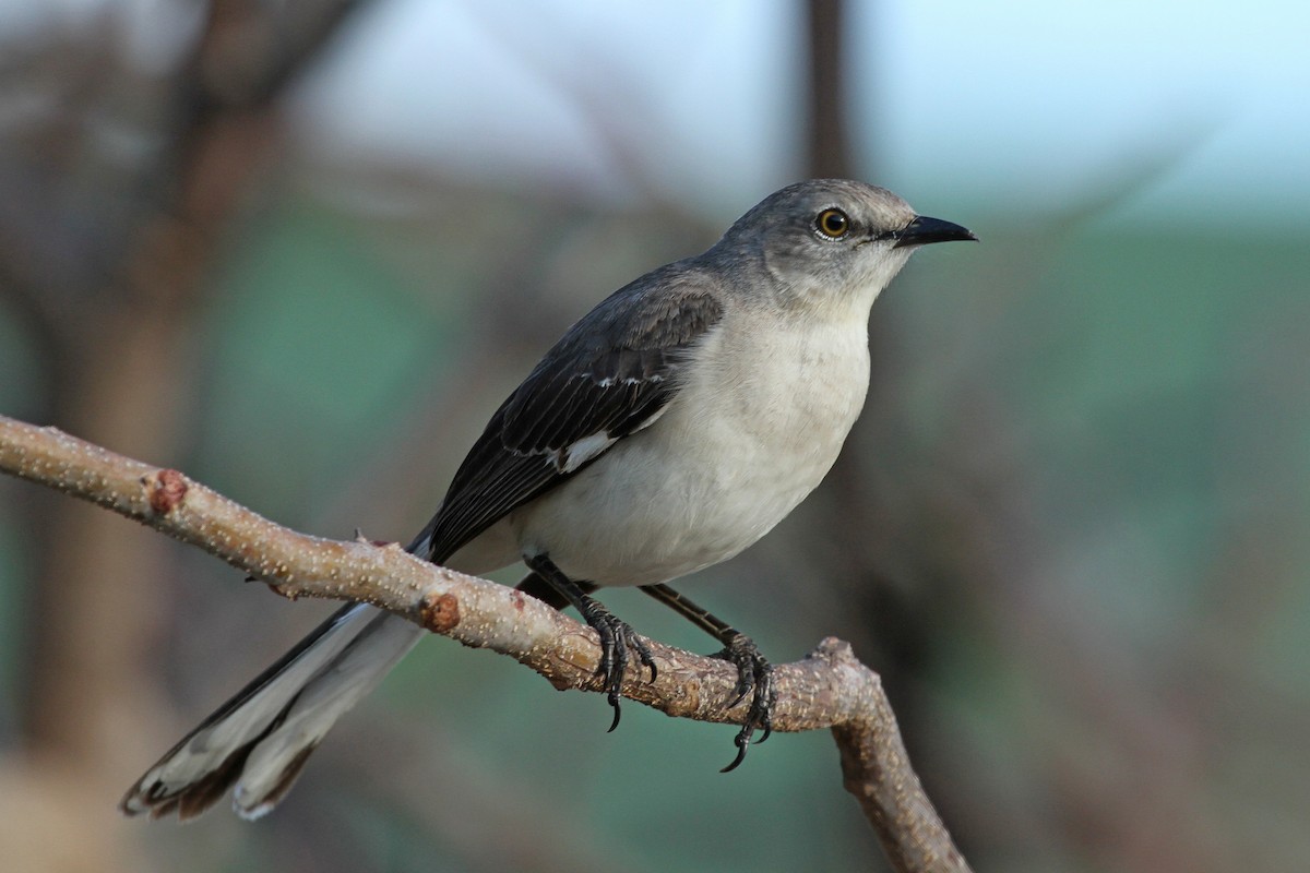 Northern Mockingbird - ML474910311