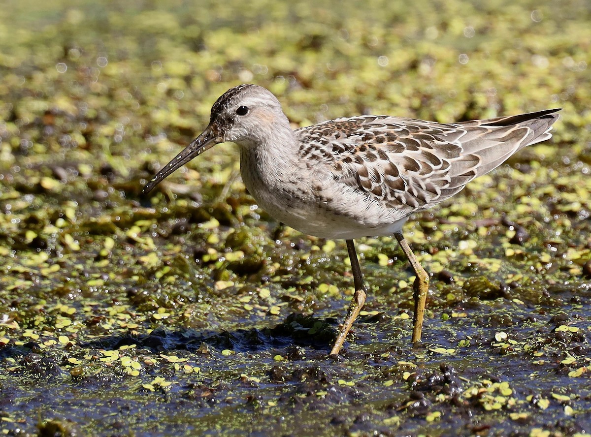 Stilt Sandpiper - Steven Pitt