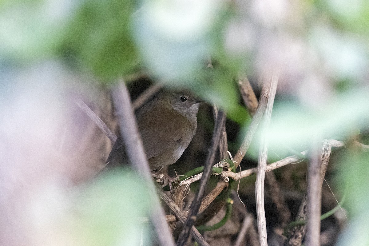 Knysna Warbler - Charley Hesse TROPICAL BIRDING