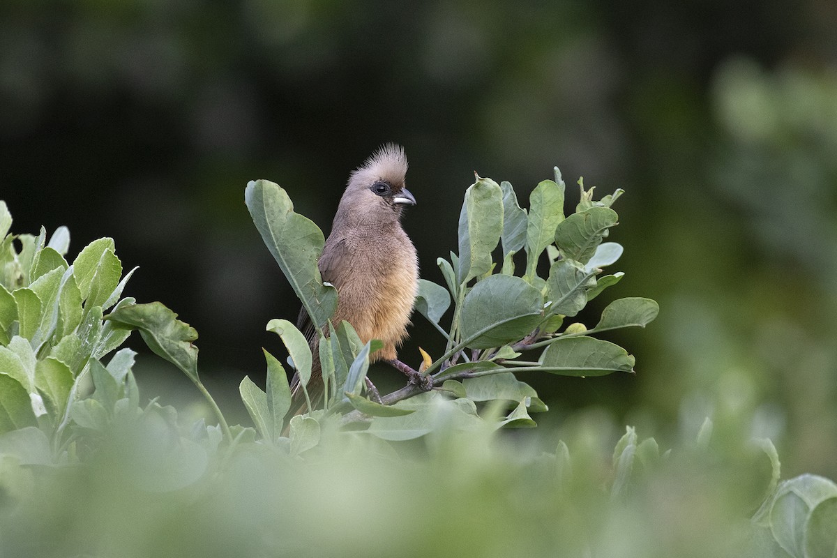 Speckled Mousebird - Charley Hesse TROPICAL BIRDING