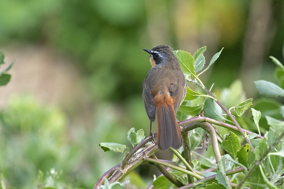 Cape Robin-Chat - Charley Hesse TROPICAL BIRDING