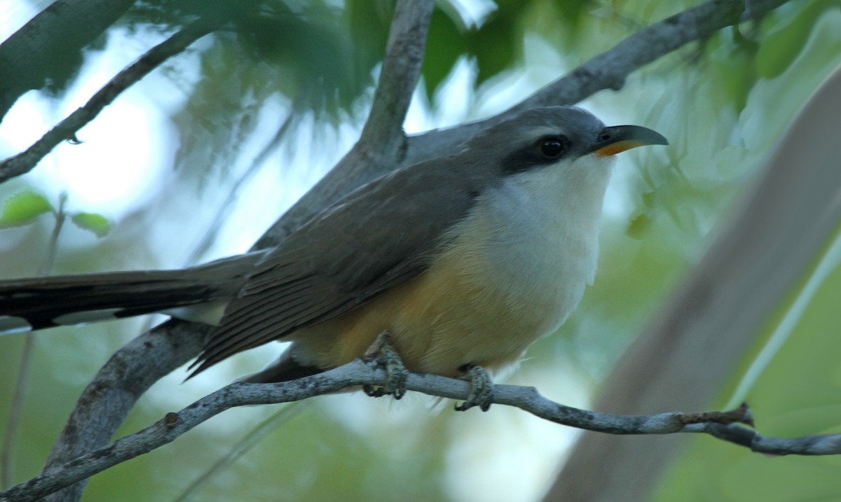 Mangrove Cuckoo - ML474910921