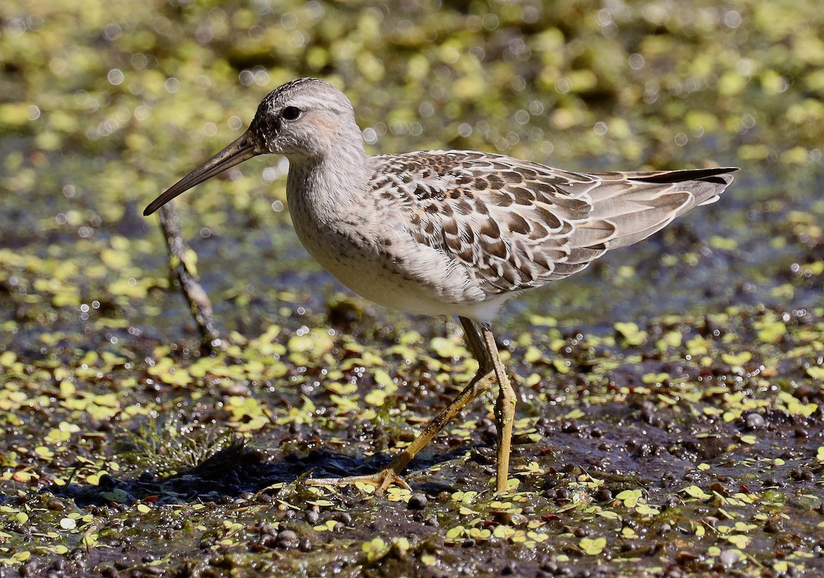 Stilt Sandpiper - Steven Pitt