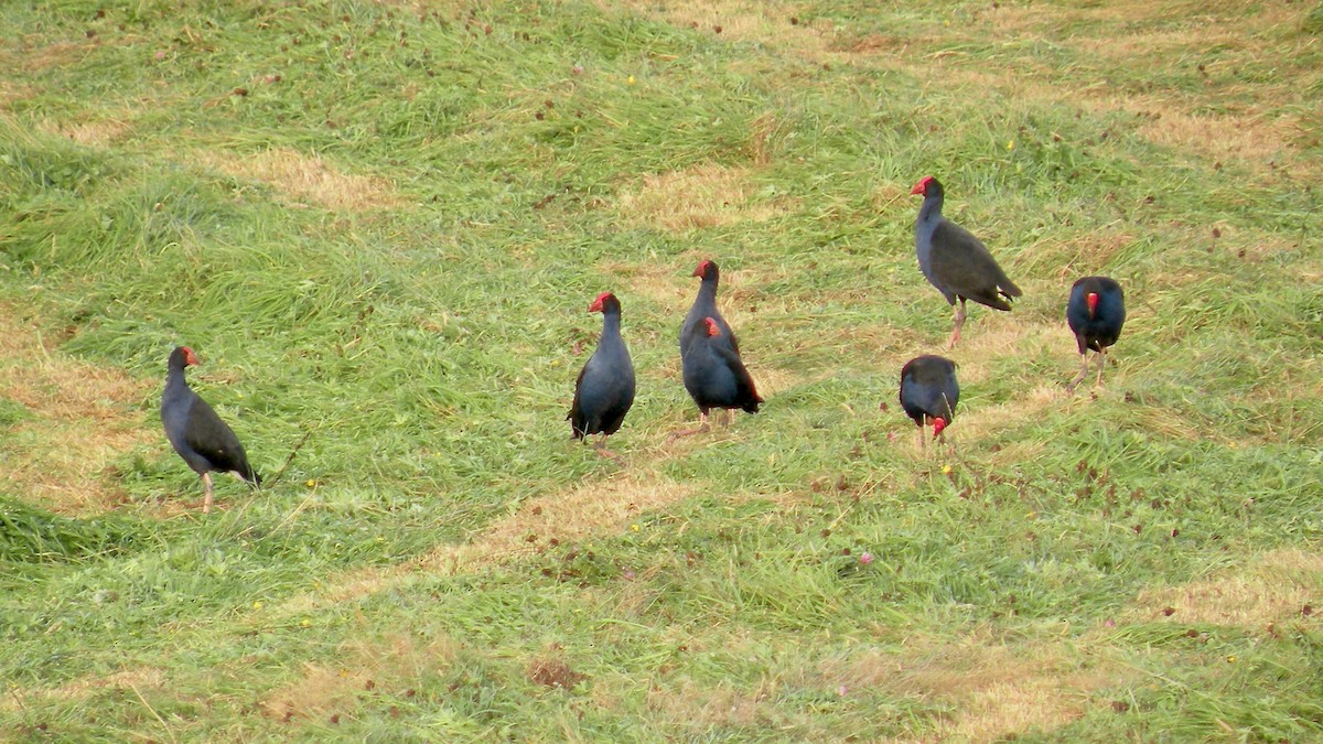 Australasian Swamphen - ML474910971