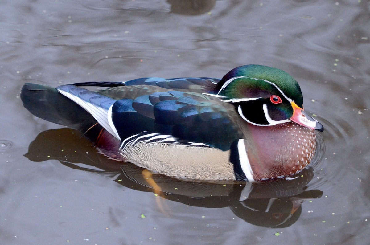 Wood Duck - ML47491151