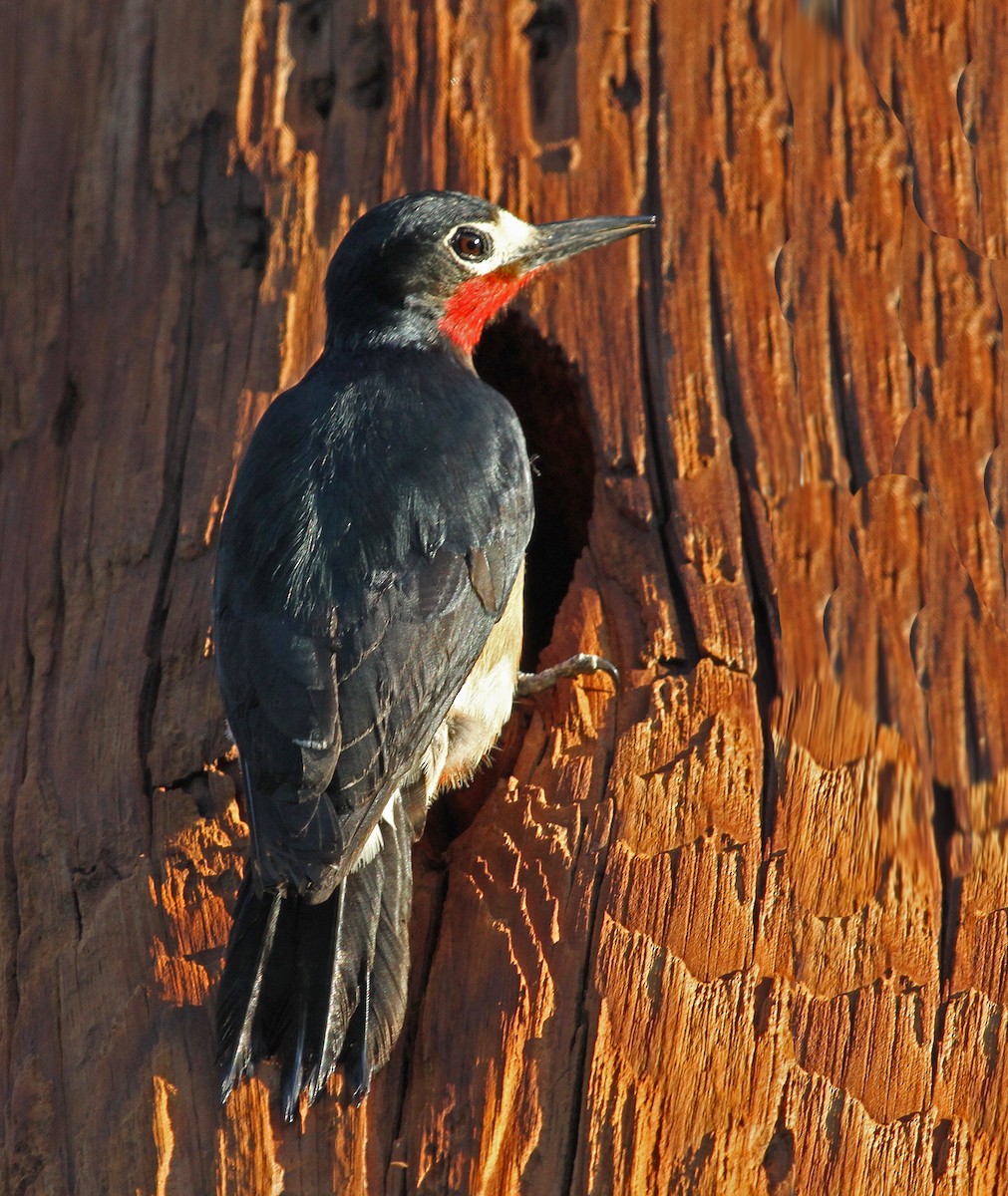 Puerto Rican Woodpecker - ML474911751